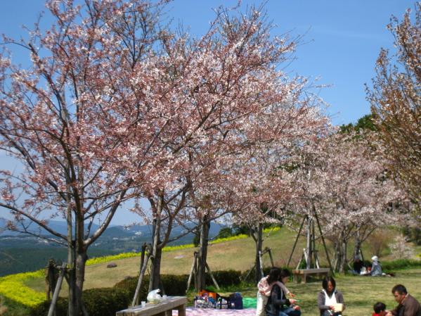 Omura Flower Festival-4