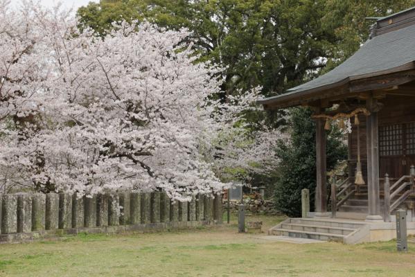 Omura Flower Festival-2