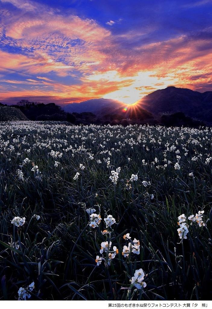 Nomozaki Daffodil Festival-5