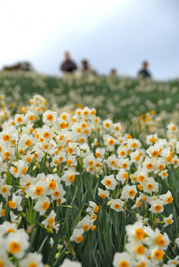 Nomozaki Daffodil Festival-3