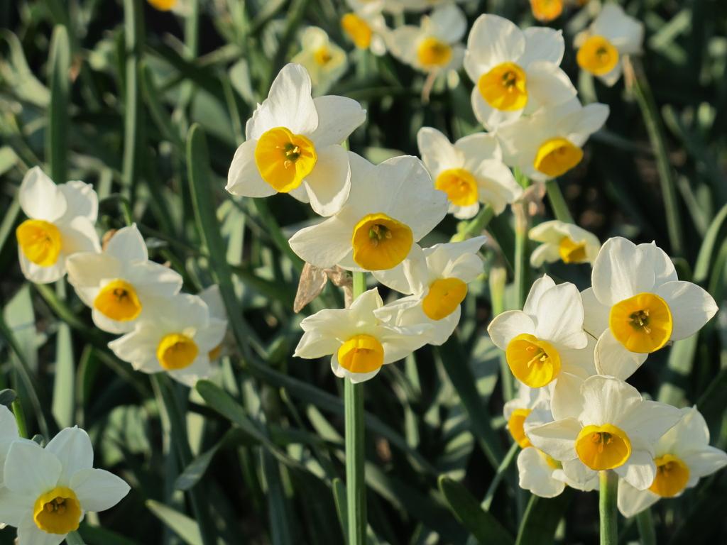 Nomozaki Daffodil Festival-1