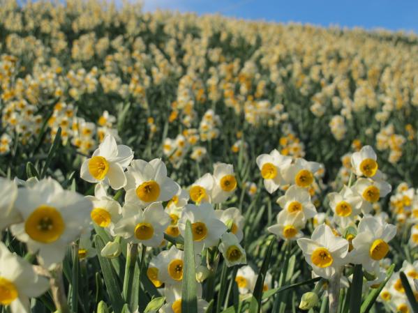 Nomozaki Daffodil Festival-2