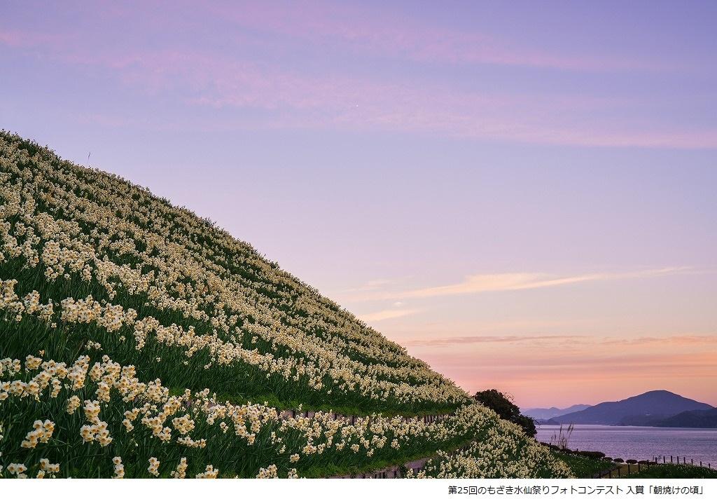 Nomozaki Daffodil Festival-8
