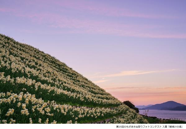 Nomozaki Daffodil Festival-8