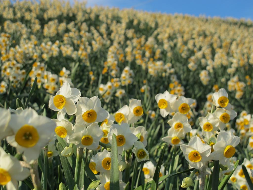 2024 Nomozaki Daffodil Festival-2