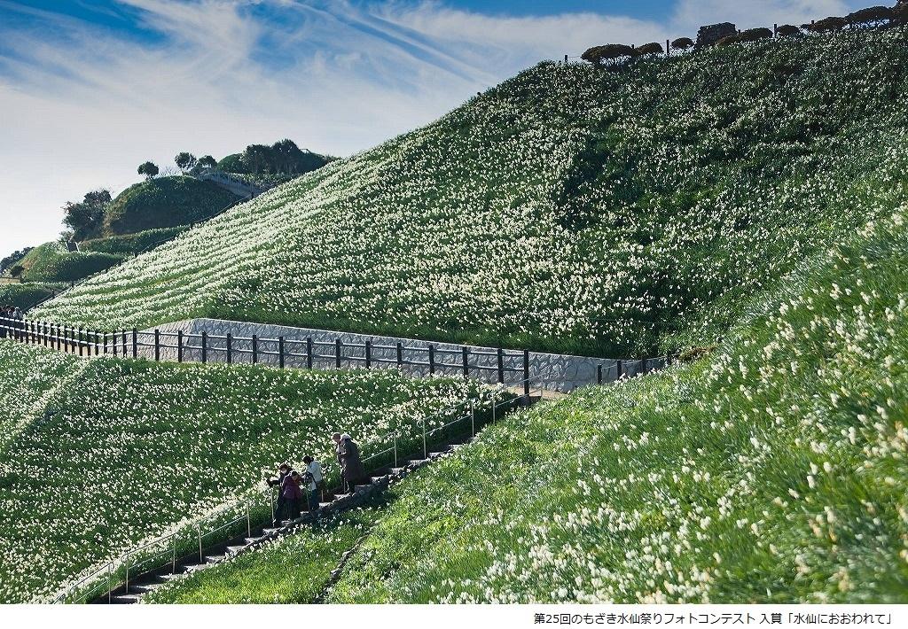 Nomozaki Daffodil Festival-7