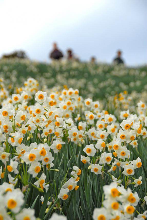 2024 Nomozaki Daffodil Festival-3