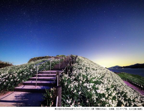 2025 Nomozaki Daffodil Festival-9