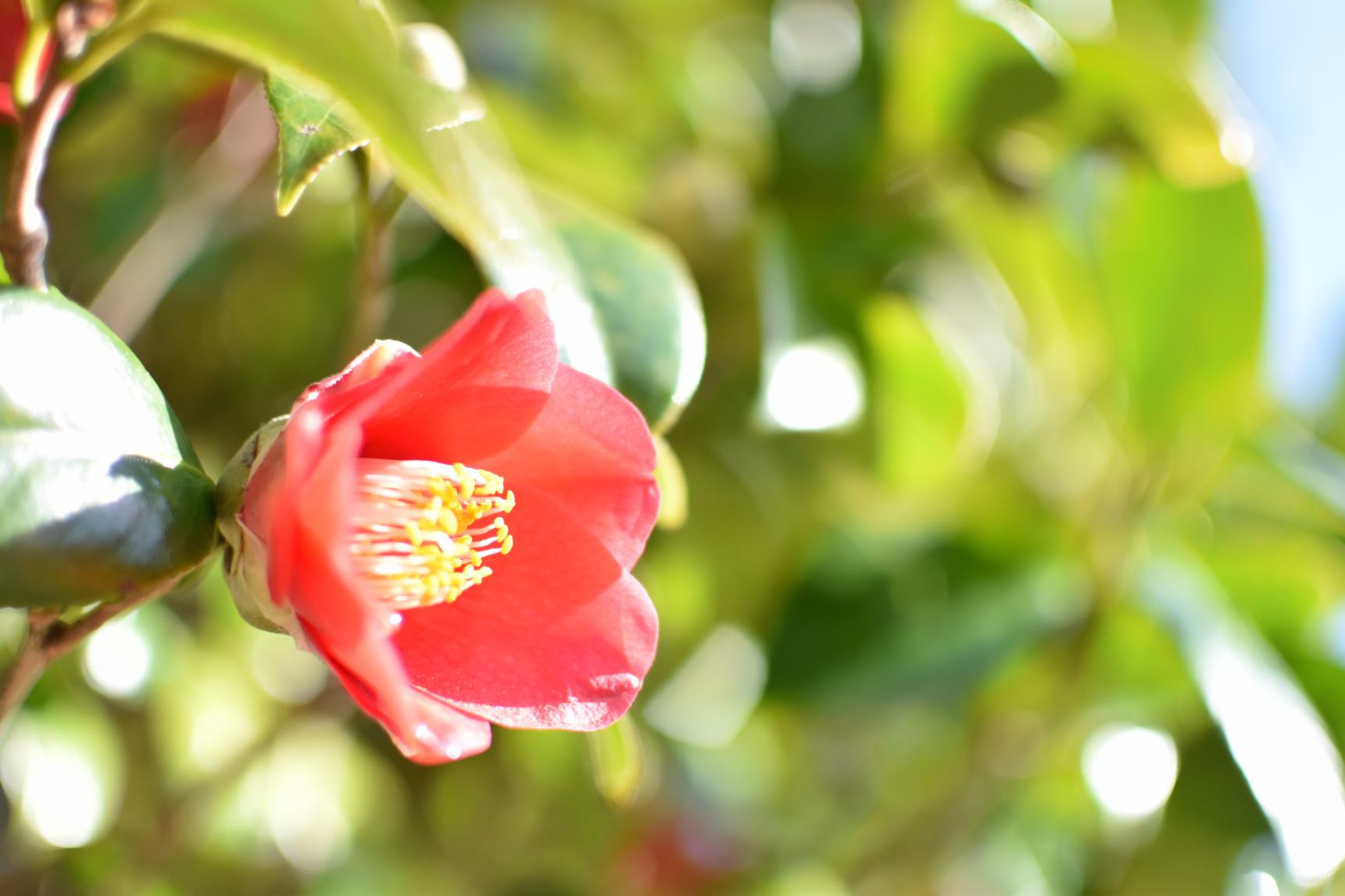 Goto Camellia Festival-1