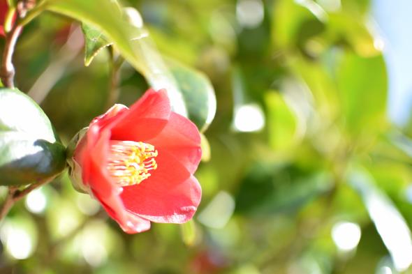 Goto Camellia Festival-0