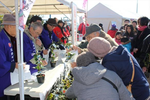 Goto Camellia Festival-2