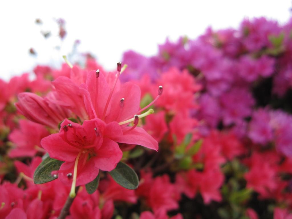 Nagushiyama Azalea Festival-3