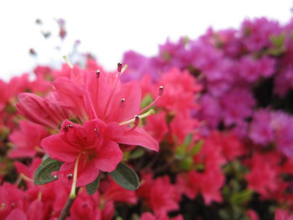 Nagushiyama Azalea Festival-3