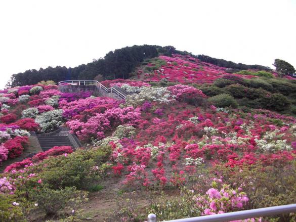 Nagushiyama Azalea Festival-4