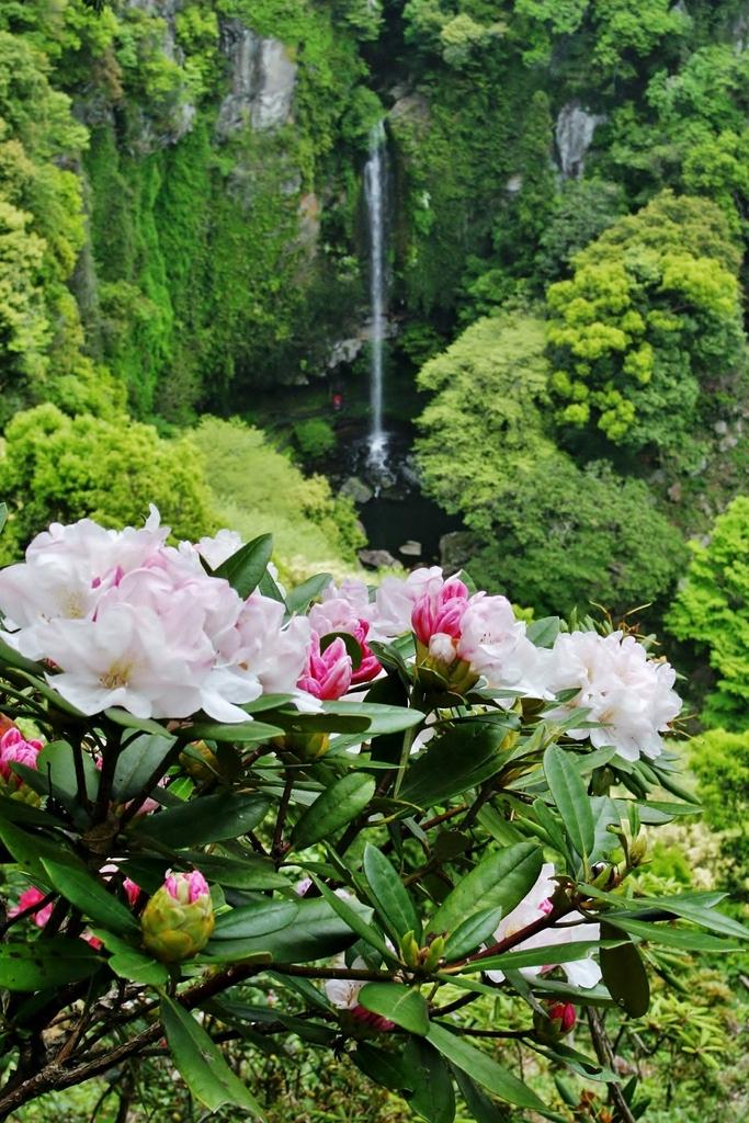 裏見の滝自然花苑しゃくなげ祭り-1