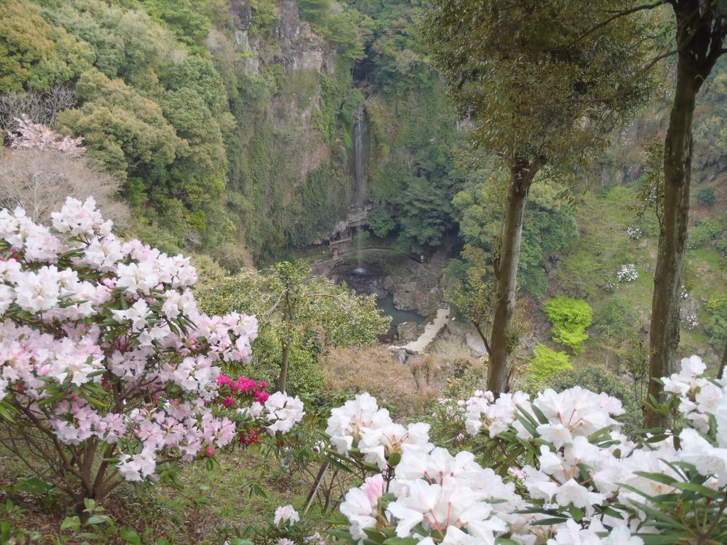 裏見の滝自然花苑しゃくなげ祭り-2