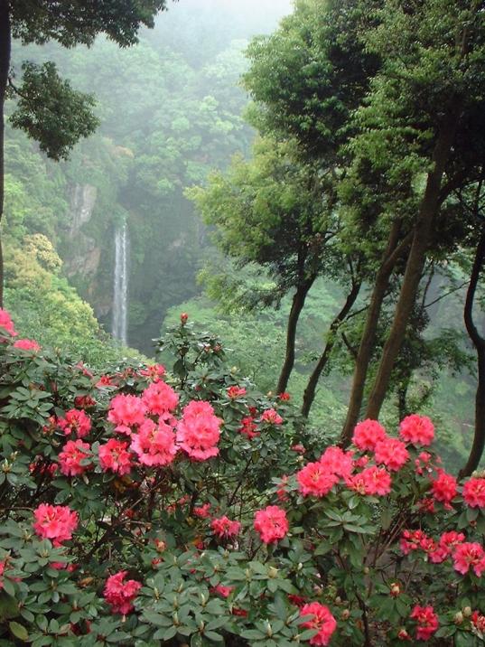 裏見の滝自然花苑しゃくなげ祭り-5