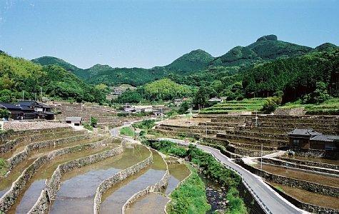 日向の棚田-0