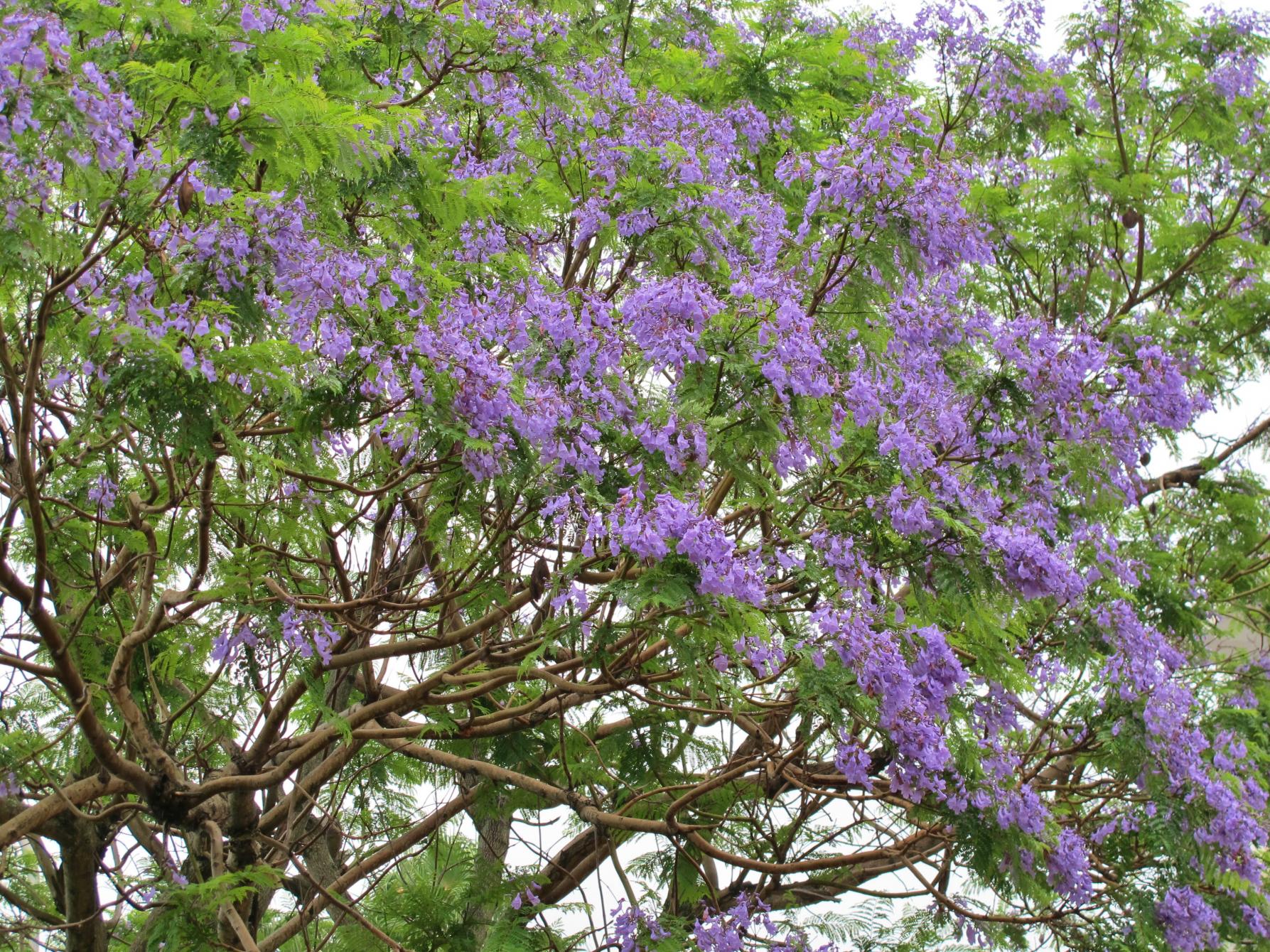 ジャカランダ（小浜温泉）-4