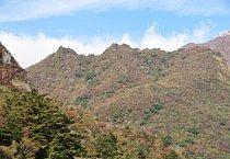 普賢岳紅葉樹林-2