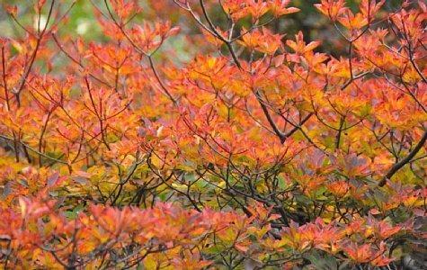 普賢岳紅葉樹林-3