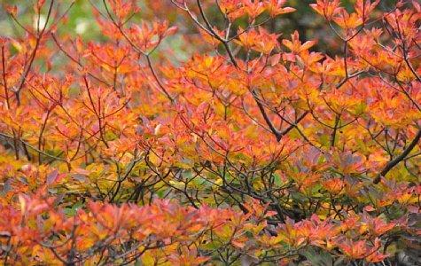 普賢岳紅葉樹林-0