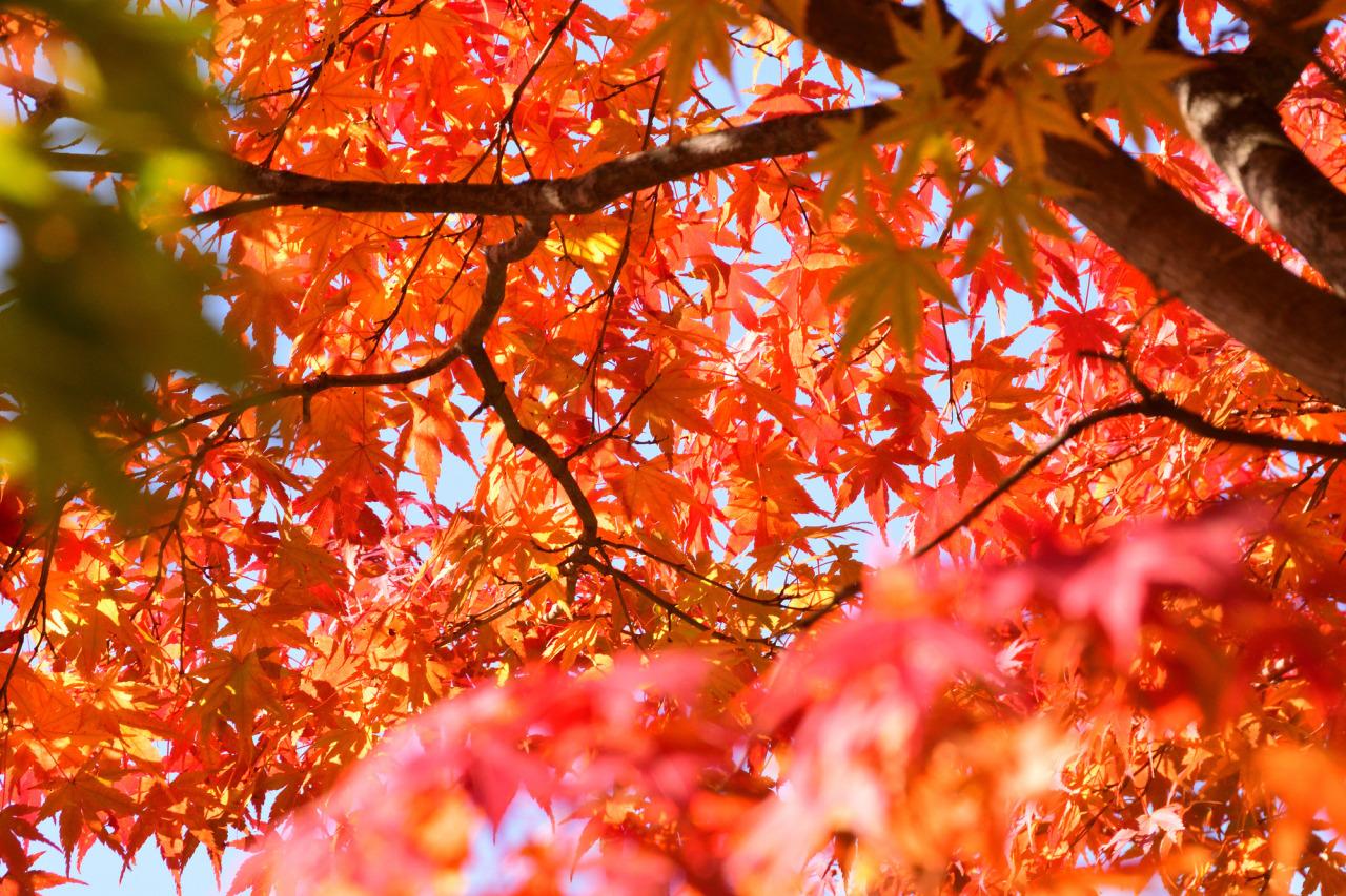 普賢岳紅葉樹林-1