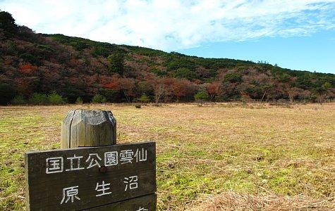 原生沼沼野植物群落-1