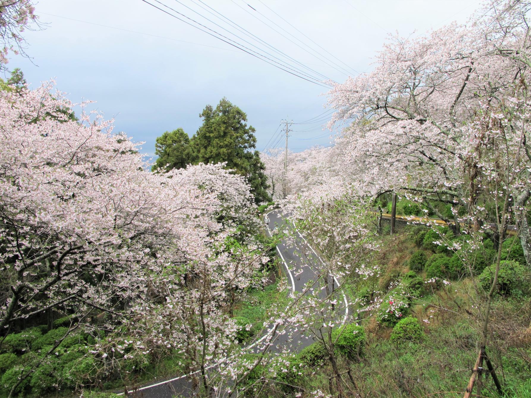 とけん山公園-6