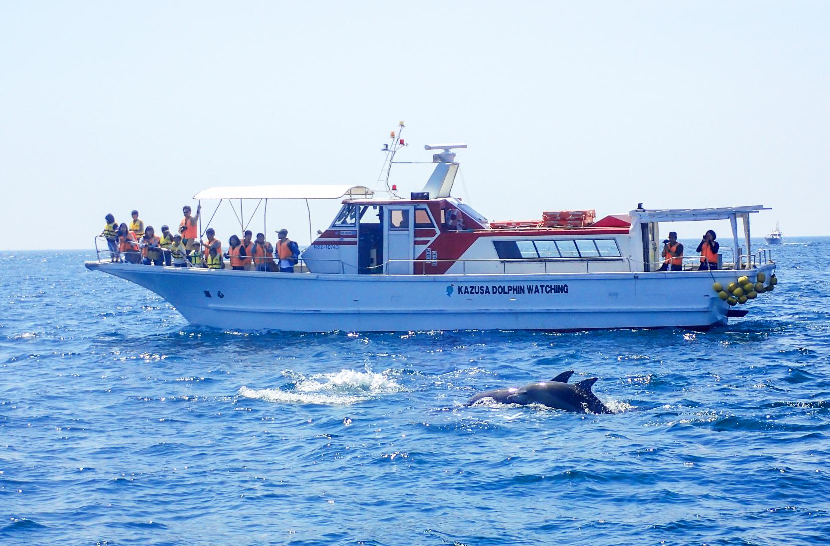 Minamishimabara Dolphin Watching