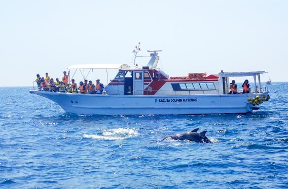 南岛原观海豚-0