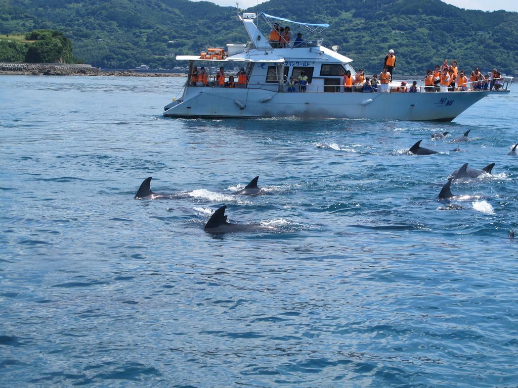 Kuchinotsu Dolphin Watching