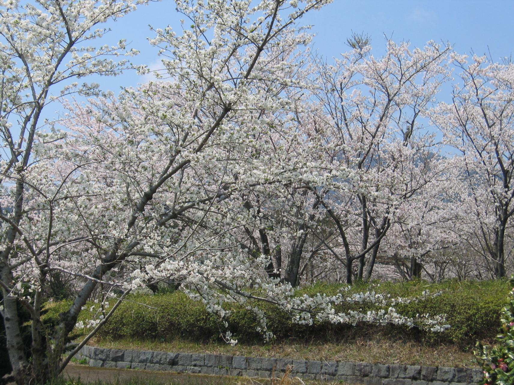 ありえ俵石自然運動公園-1