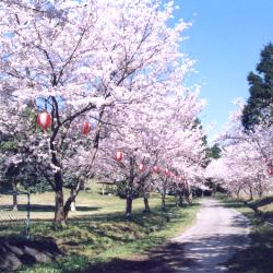 布津運動公園-1