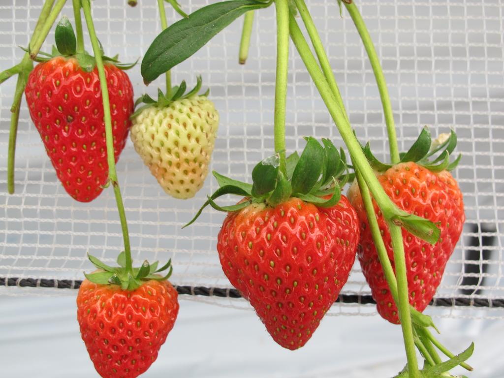 采摘草莓旅游农园“草莓之森”-2