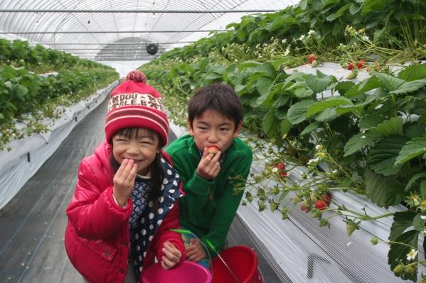 Ichigo no Mori Farm (Strawberry Picking Farm)-0