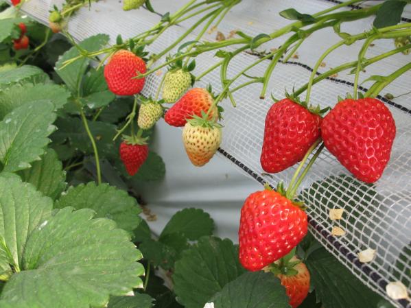 Ichigo no Mori Farm (Strawberry Picking Farm)-4