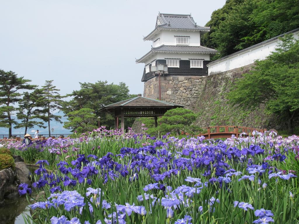 おおむら花菖蒲まつり-1