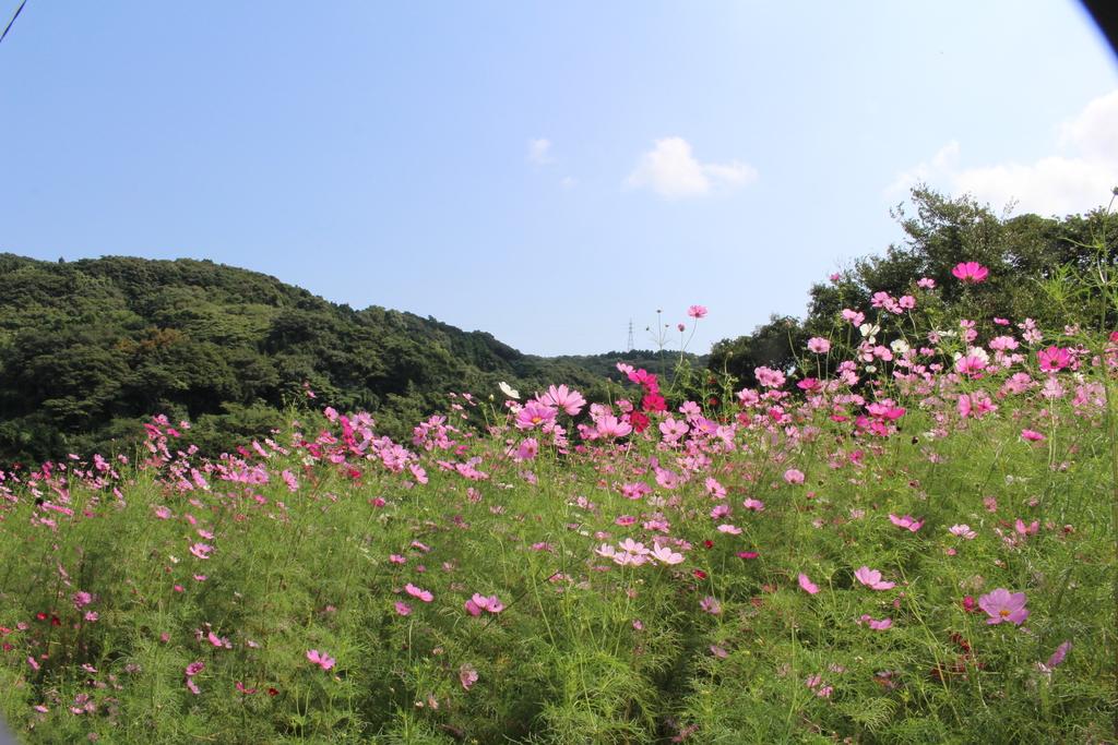 七ツ釜鍾乳洞コスモス祭り-1