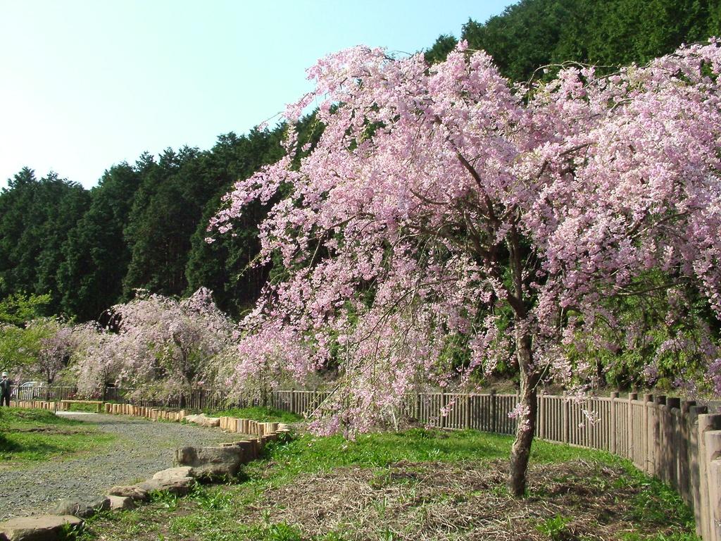 真竹谷のしだれ桜群-2