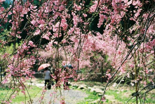 真竹谷のしだれ桜群-1