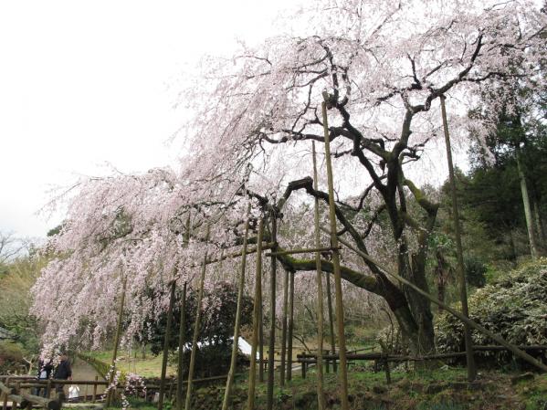 【一般公開中止】田ノ頭郷（波佐見町）　しだれ桜-1