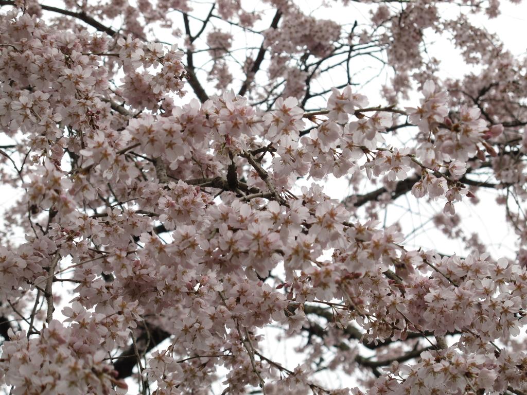 田ノ頭郷（波佐見町）　しだれ桜-2