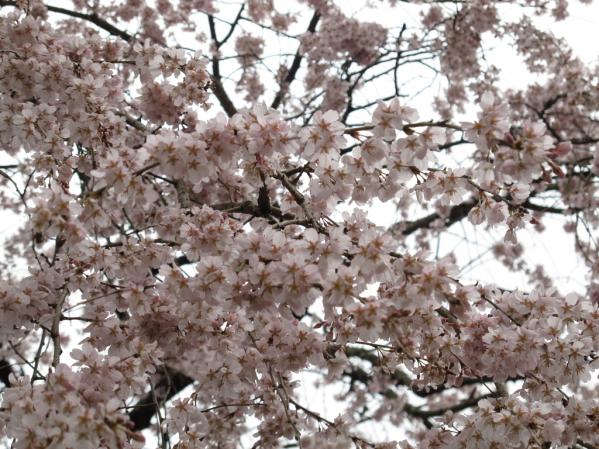 田ノ頭郷（波佐見町）　しだれ桜-2