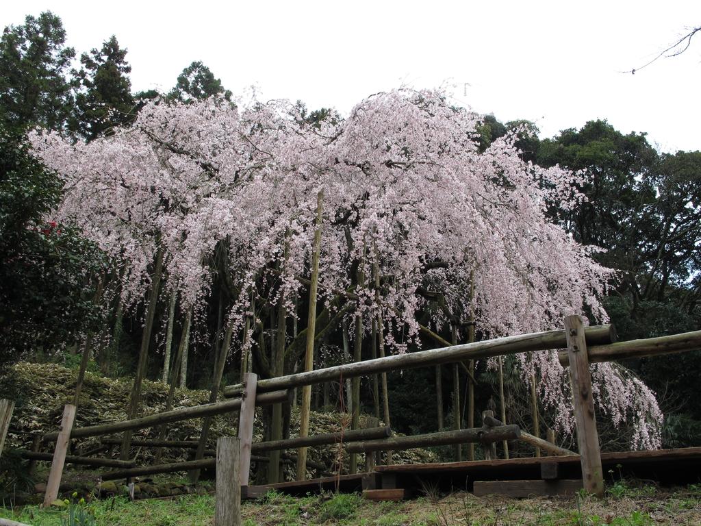 【一般公開中止】田ノ頭郷（波佐見町）　しだれ桜-1