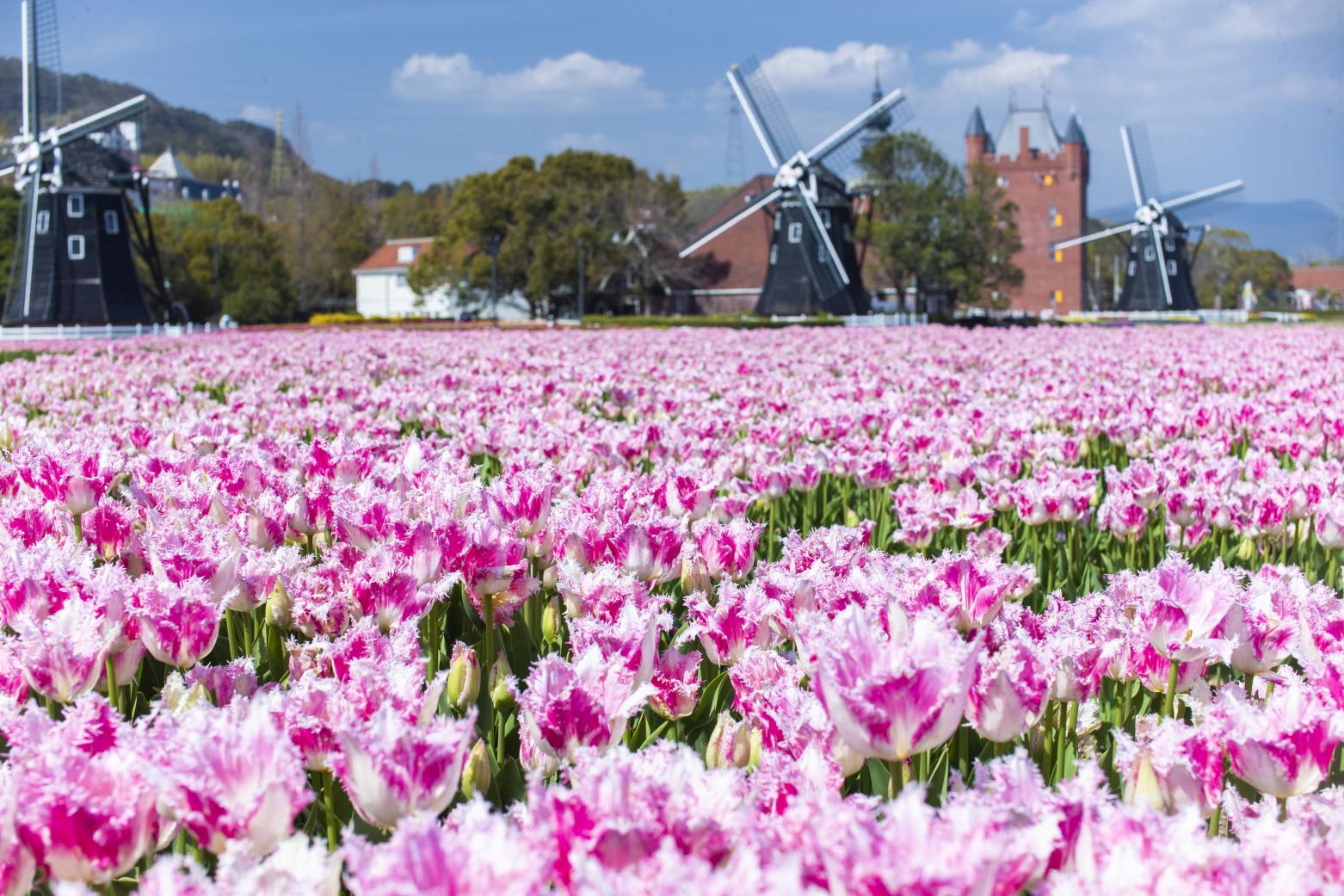 The Huis Ten Bosch Tulip Festival-1