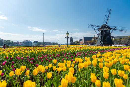 The Huis Ten Bosch Tulip Festival-1