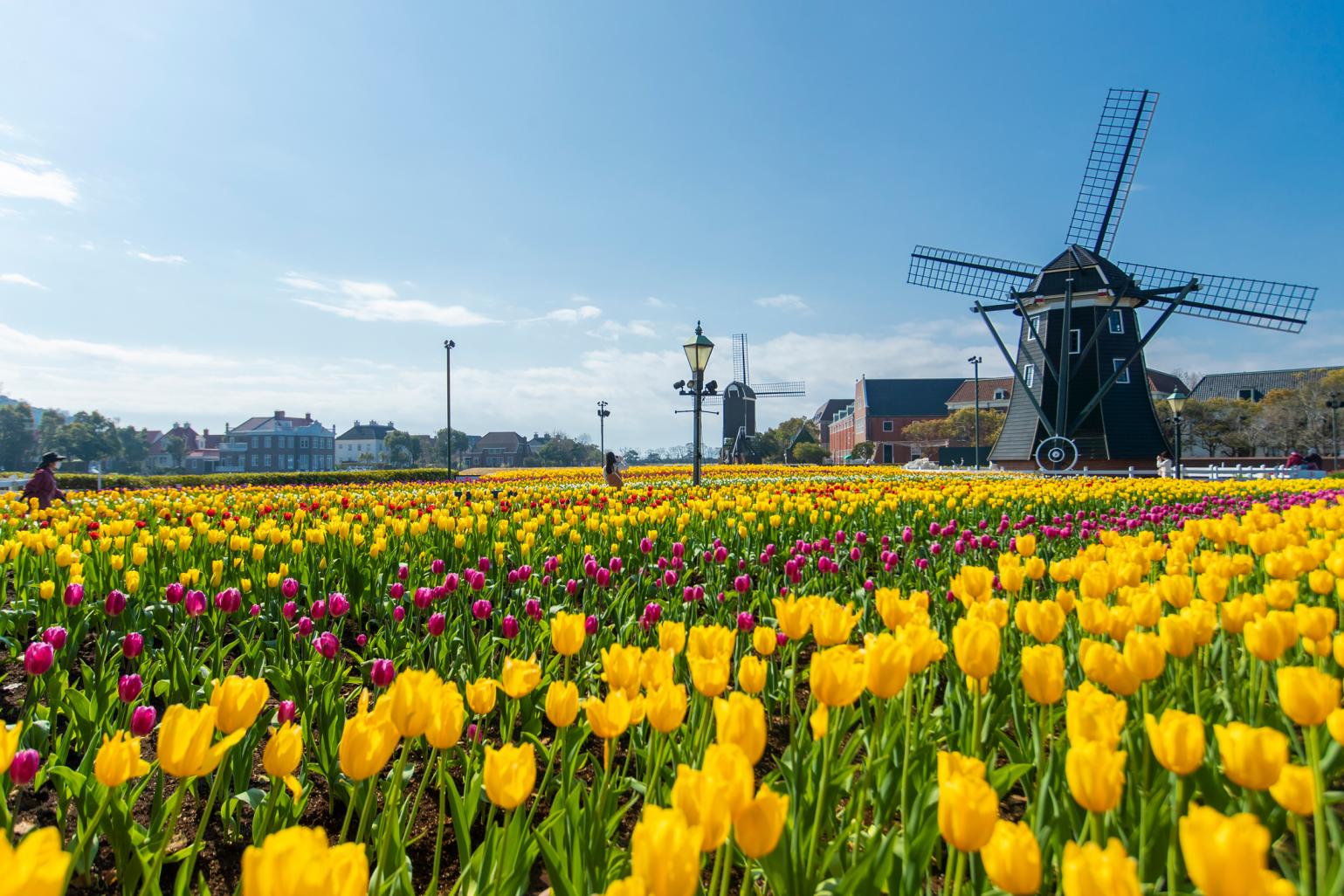 The Huis Ten Bosch Tulip Festival