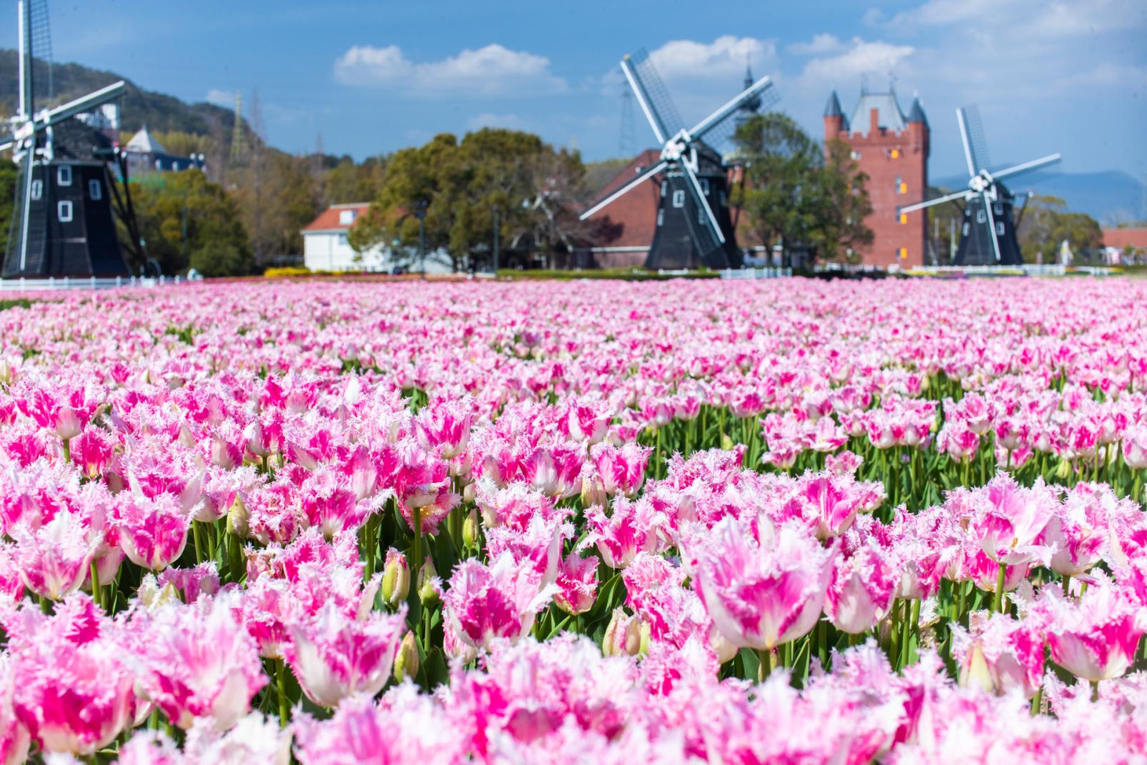 The Huis Ten Bosch Tulip Festival-3