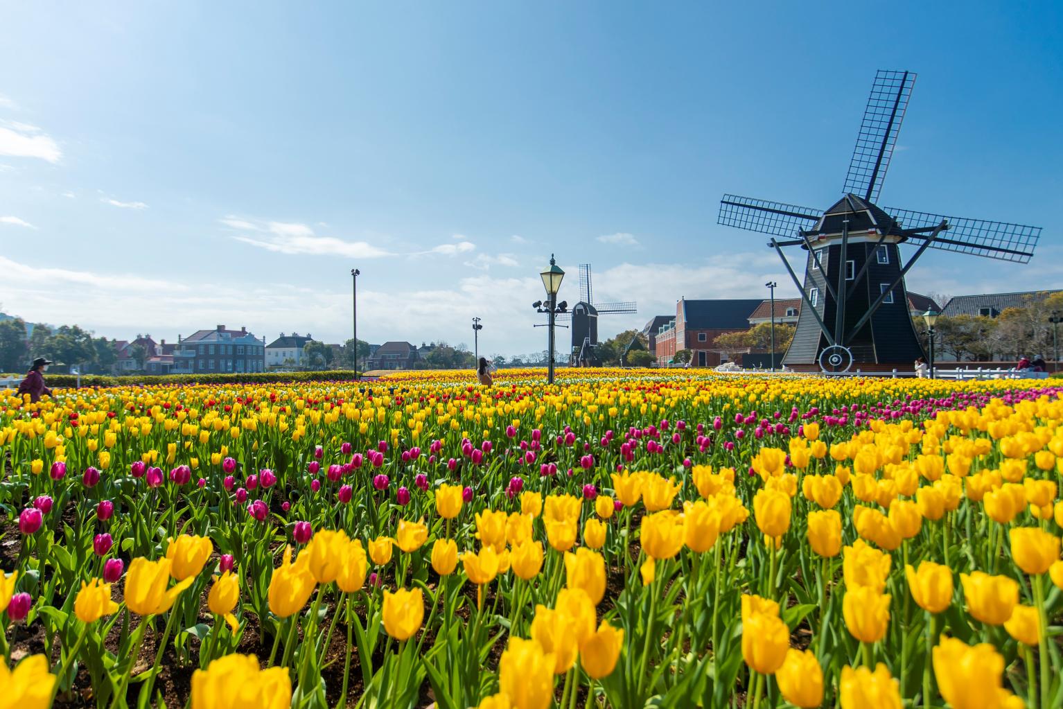 The Huis Ten Bosch Tulip Festival-1